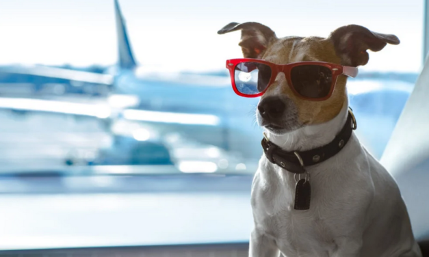 طيران نوك اير التايلندي يسمح للكلاب والقطط السفر على طائراتها