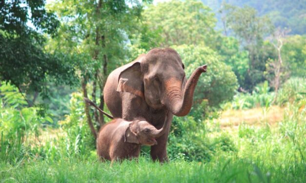 استعاده مئة فيل مفقود إلى الحديقة الوطنية