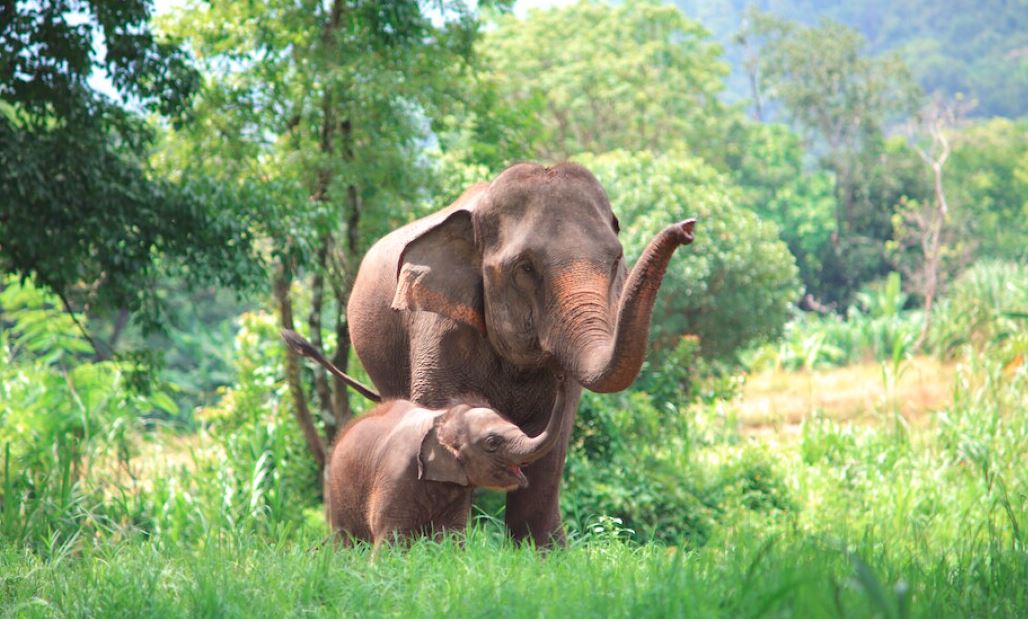 استعاده مئة فيل مفقود إلى الحديقة الوطنية