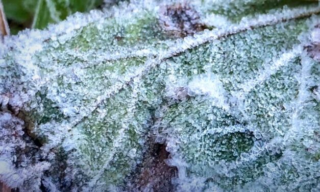 الندى المجمد في قمه جبل دوي انثانون