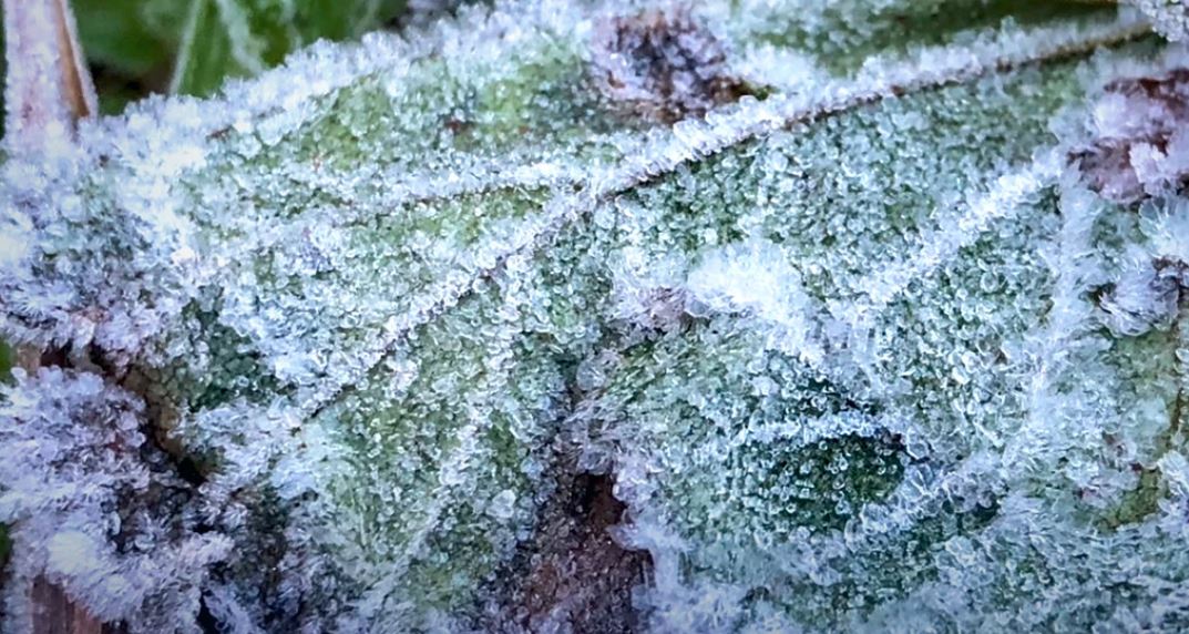 الندى المجمد في قمه جبل دوي انثانون