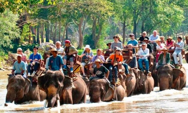 معسكرات شيانغ ماي للفيله تنتظر السياح الصينيين