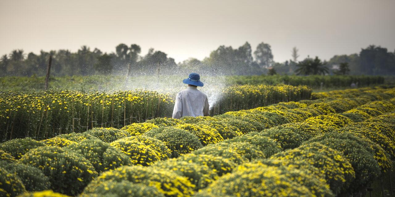 تايلند ثالث أكبر مصدر للمنتجات الزراعية عالميا