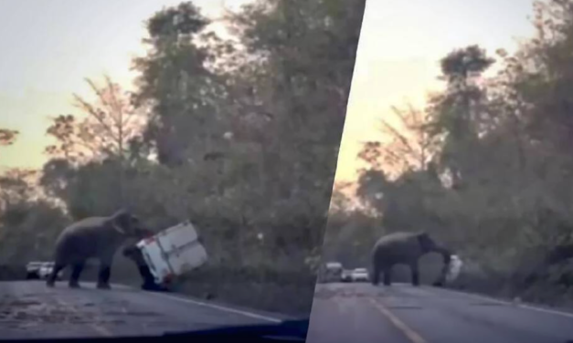 فيل يقلب شاحنه في محميه شرق بانكوك