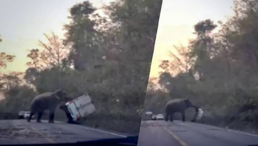 فيل يقلب شاحنه في محميه شرق بانكوك