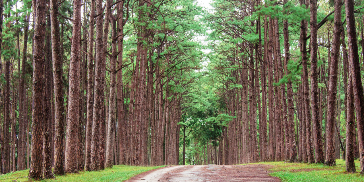 جهود تايلند في تعزيز السياحة المستدامة