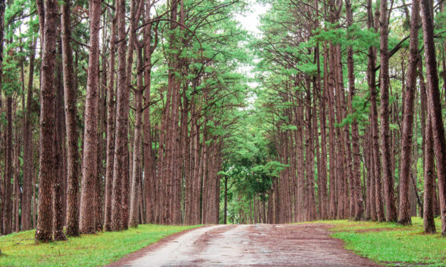 جهود تايلند في تعزيز السياحة المستدامة