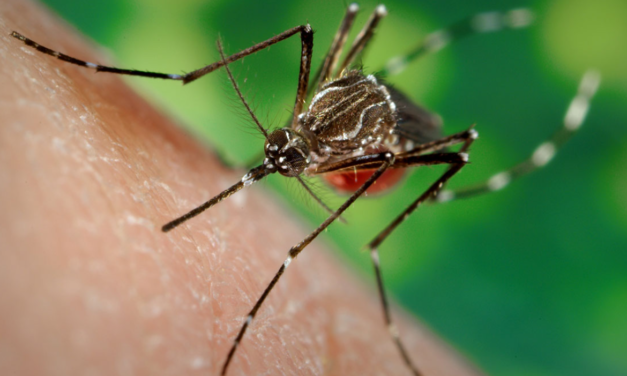 تزايد ملحوظ في حالات حمى الضنك في تايلند