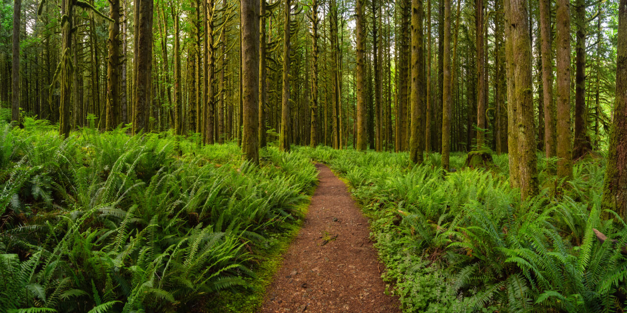 السعودية تصدر اشجار من تايلند