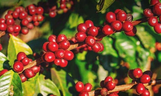 مسابقه أفضل قهوة مستدامة في تايلند