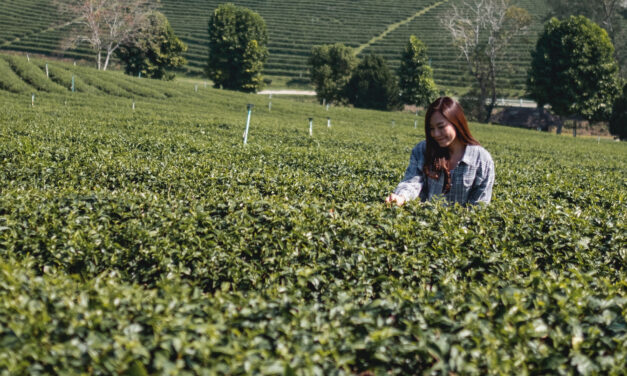 تايلند السابعه عالميا في انتاج الشاي