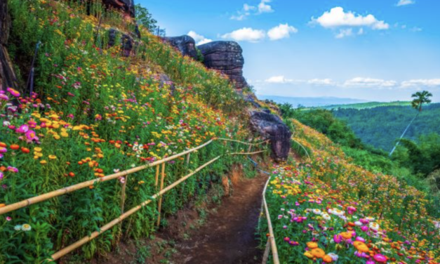 زهور اللوتس النادرة تزهر في فيتسانولوك