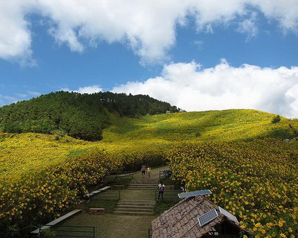  إعادة افتتاح ميدان زهور بوا تونغ