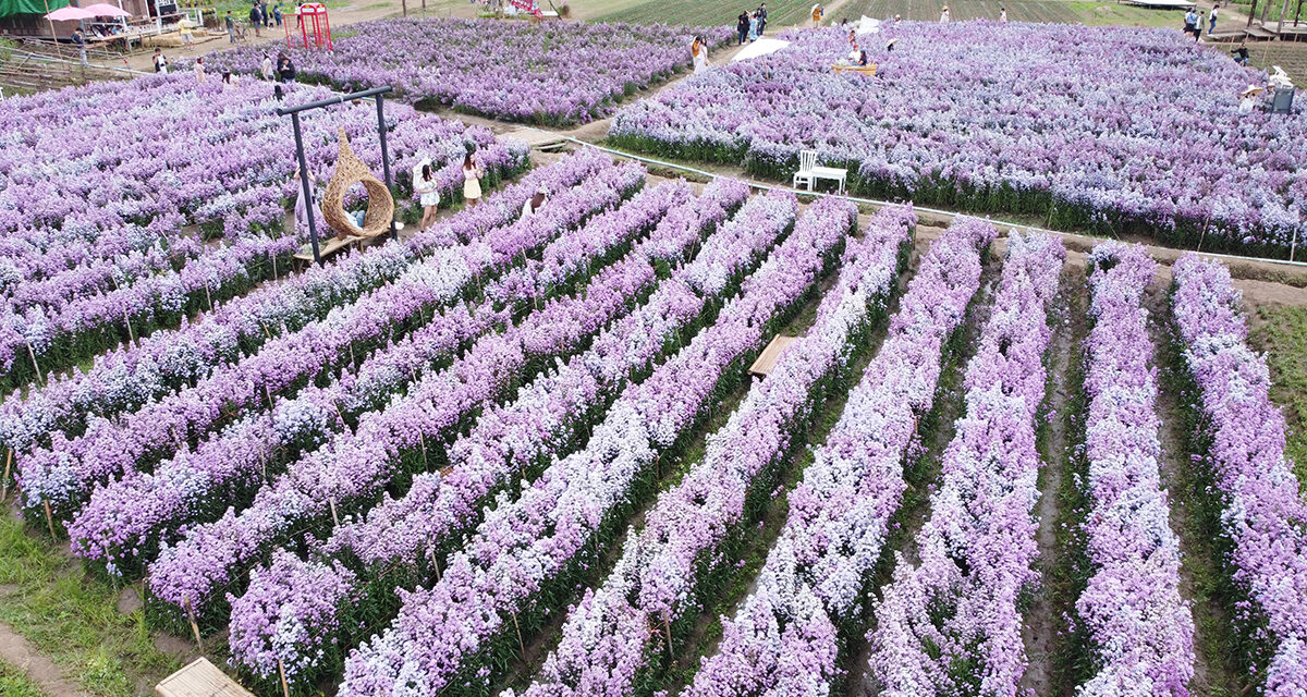 حديقة با نوك إيانغ للزهور في شانغماي