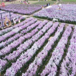 حديقة با نوك إيانغ للزهور في شانغماي