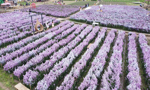 حديقة با نوك إيانغ للزهور في شانغماي