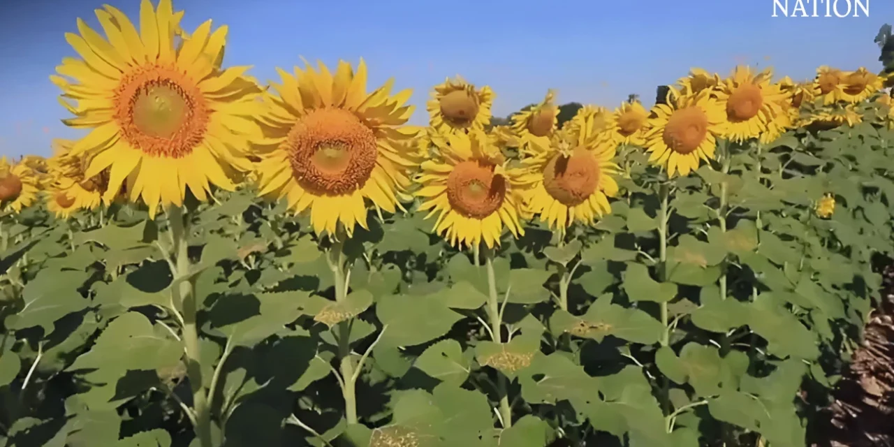 مهرجان زهره دوار الشمس في محافظة لوبوري