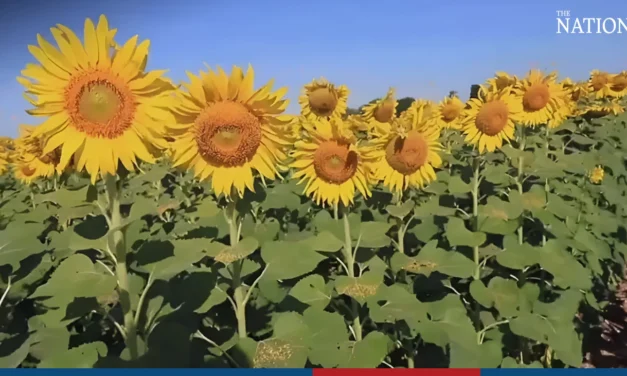 مهرجان زهره دوار الشمس في محافظة لوبوري