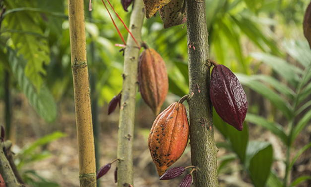 تطوير صناعة الكاكاو في مقاطعة سا كايو