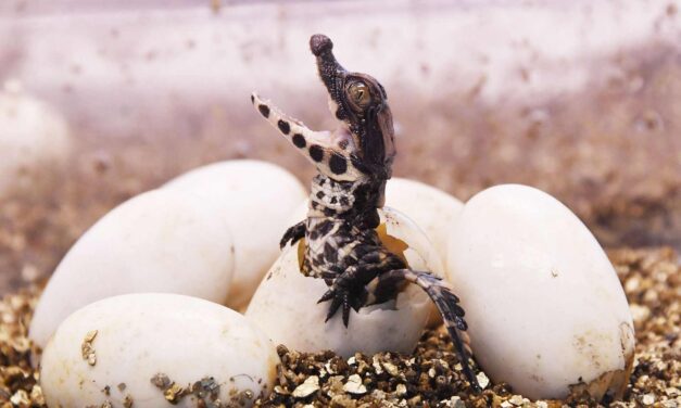 محمية ناخون ساوان تفخر بولادة 8 تماسيح سياميه