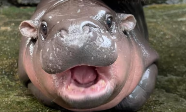 فرس النهر في حديقه تايلنديه تشتهر عالميا